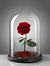 Maram M...
