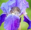 annette hearne