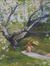 A_Place_In The_Orchard