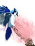 Blu Jay