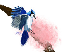 Blu Jay