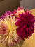 Anand