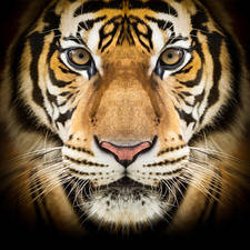Roshan Chaudhary