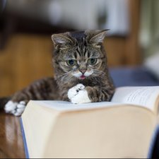 cat ☆