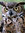 Sassy Owl