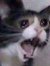 TheCatThatSpoke