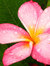 Kealoha