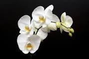 Rupesh