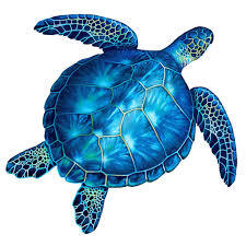 JellyTurtle