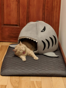 ლუკა ლობჟანიძე