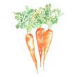 Carrot