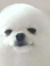 bean