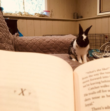 a_book_and_a_bun