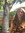Roo | 1 comments