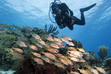 DiveMoreWorkLess