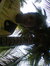 Romie Afriadhy