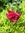 Aishath Ismail