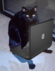 Sam 