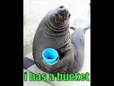 Tino Has a bucket  