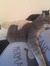 Jenni DaVinCat
