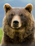 A_Bear