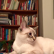 Jodi