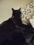 Nikita