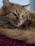 Meow Meow