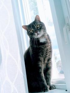 Kristelle Desfossés-Baron