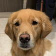 Jeni