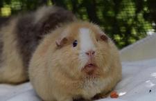 Isaiah Flack- Gryffindor Wizard ( “.. ” ) / °°°°°°°⟪ 