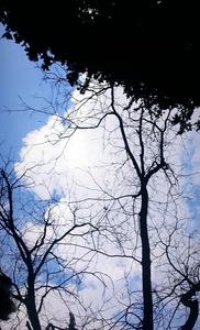 البتول محمد