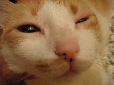 Το Άθχημο γατί του θενιόρ Γκουαναμίρου