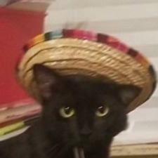 Meraki Zigvolt-Shroud