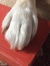 pawsandpagesbyannie