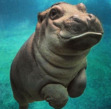 Suzevil Suzevil
