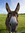 Jude The Donkey