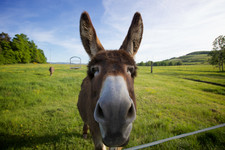 Jude The Donkey