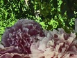 N.