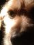 Elfriede