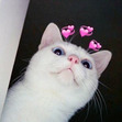 Tom