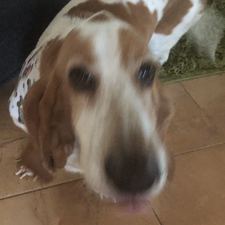 ROMUALDO POLANCO COLON