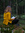 Liisa