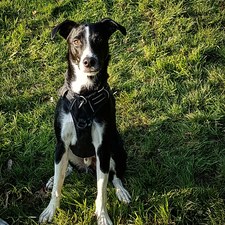 Laxmi Salgaonkar kulkarni