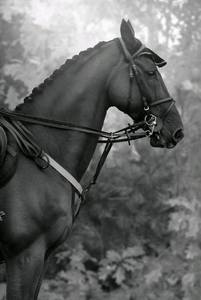 Bertram Cerrano