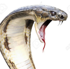 #Queen Cobra 