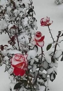 Стефка Манова