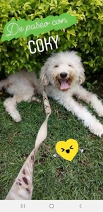 Lyncilla