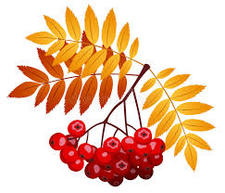 Sorbus
