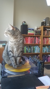 Kat